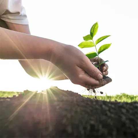 MEMORIAL TREE PLANTING